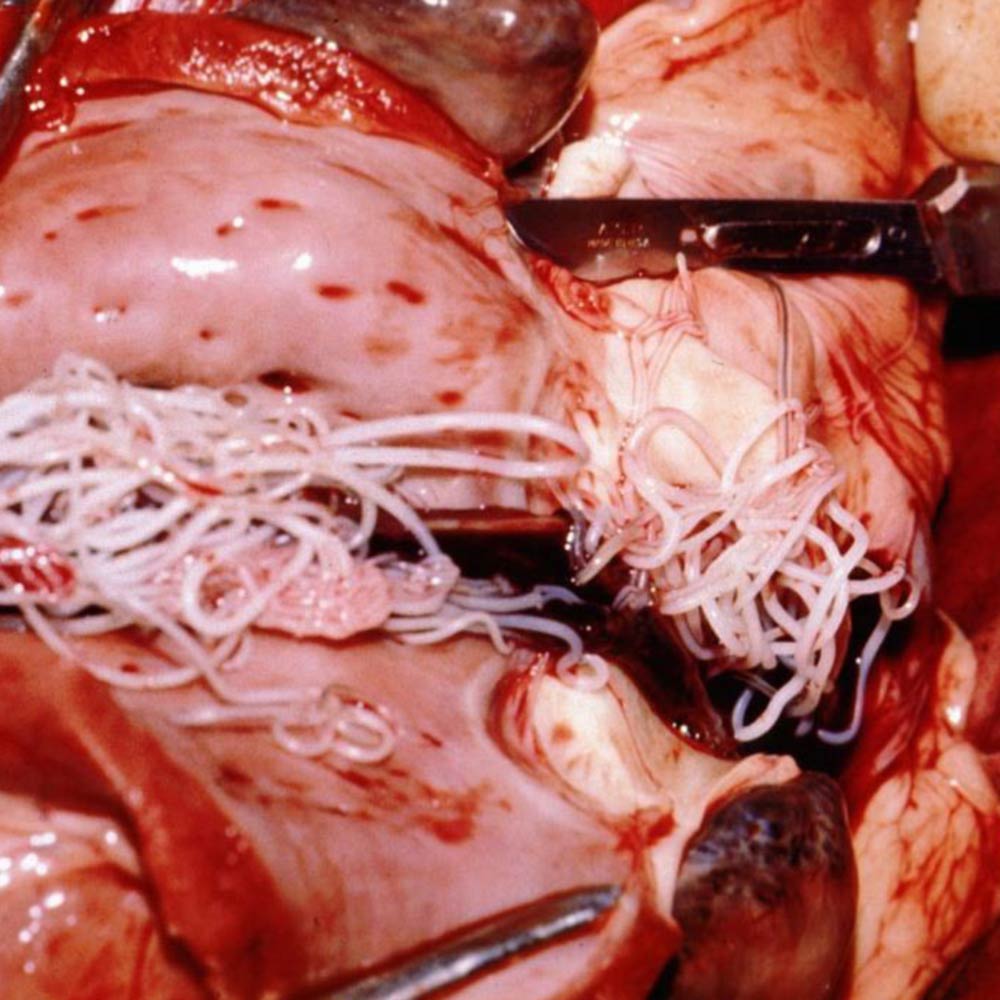 dirofilaria-immitis_2025_1_JM