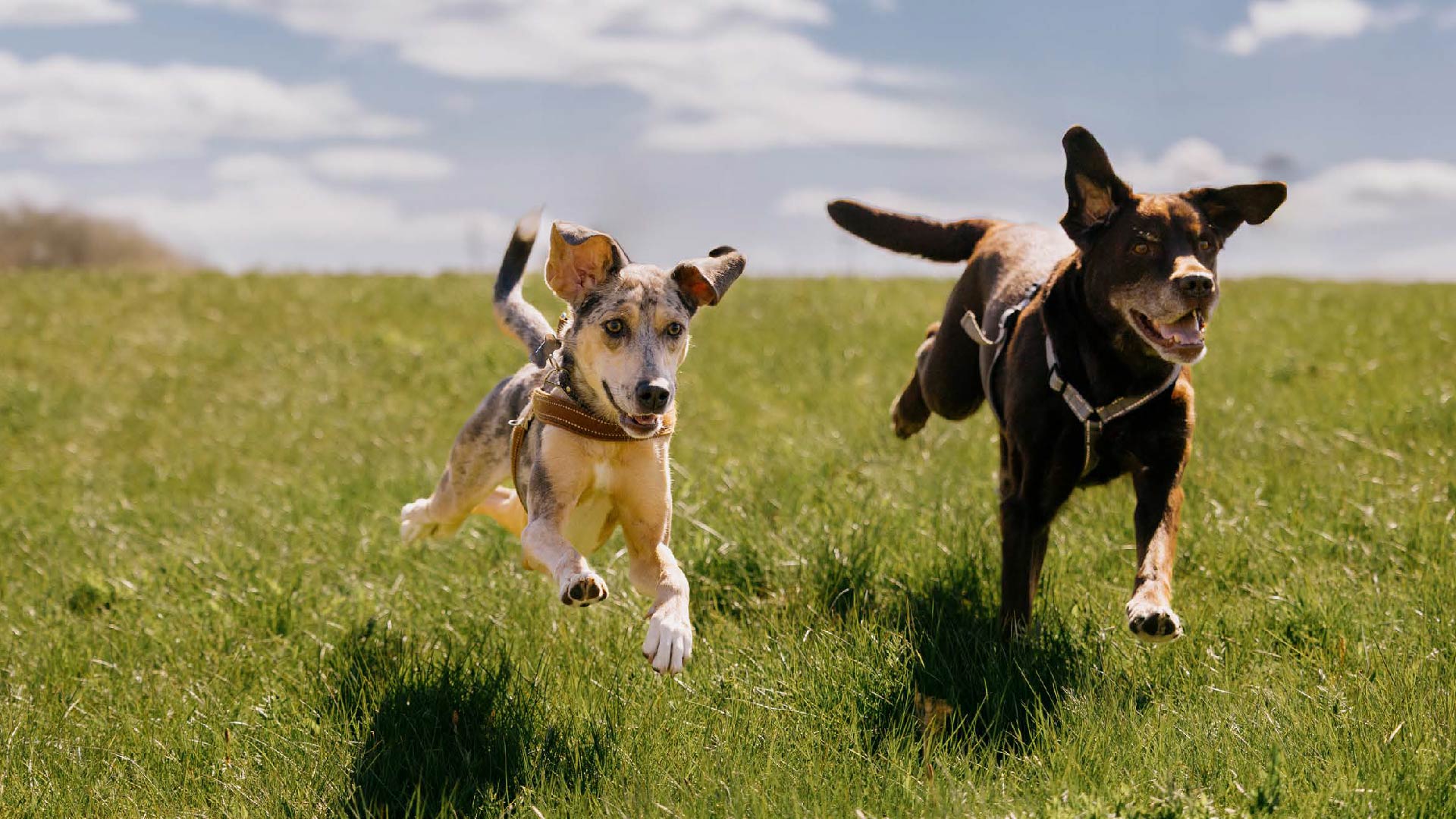 Aktion zum Tag des Hundes: Zeit für Vorsorge